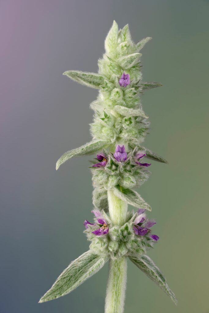 Close-up di un fiore