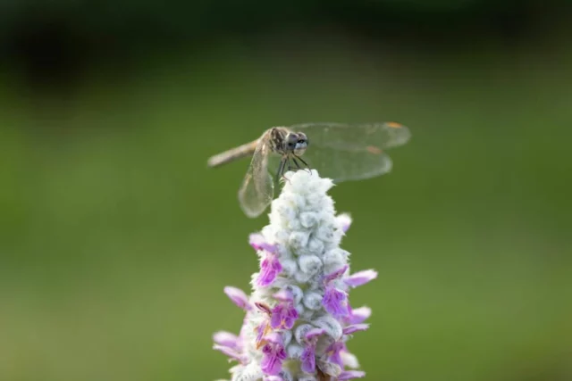 fiore di Stachys byzantina