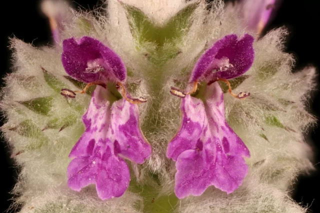 Macro dei fiori di S. byzantina