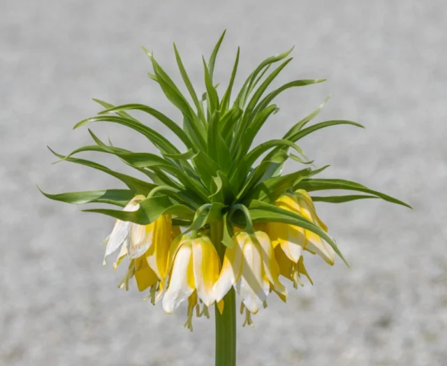 Cultivar di Fritillaria imperialis