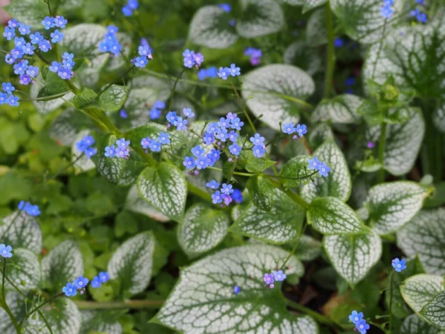 Foglie e fiori di B. macrophylla