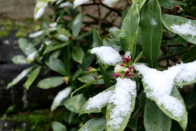 foglie e fiori con la neve