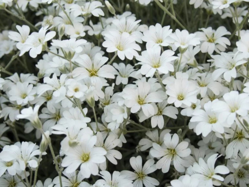 Cerastium tomentosum