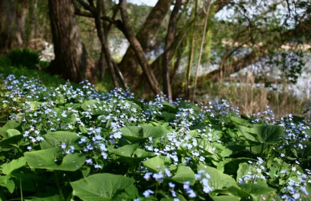 B. macrophylla spontanea