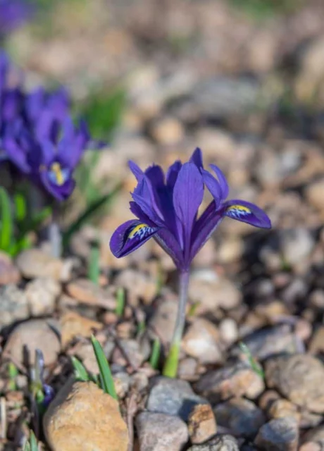 Iris reticulata