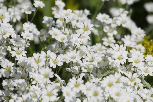 fiori a profusione