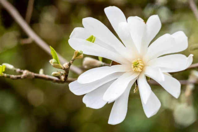 Fiore di Magnolia stellata