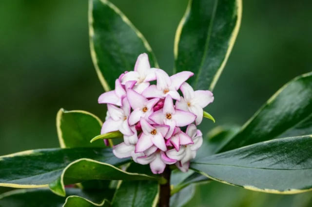 Infiorescenza di Daphne odora 'Aureomarginata'