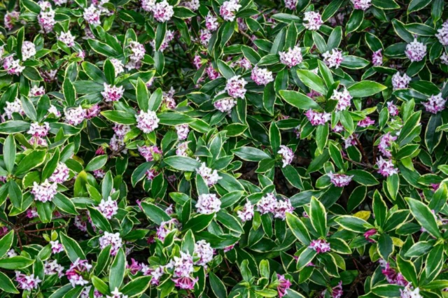 Fioritura di Daphne odora 'Aureomarginata'