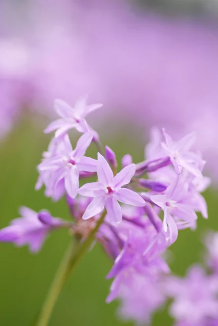 Fiori di Tulbaghia violacea