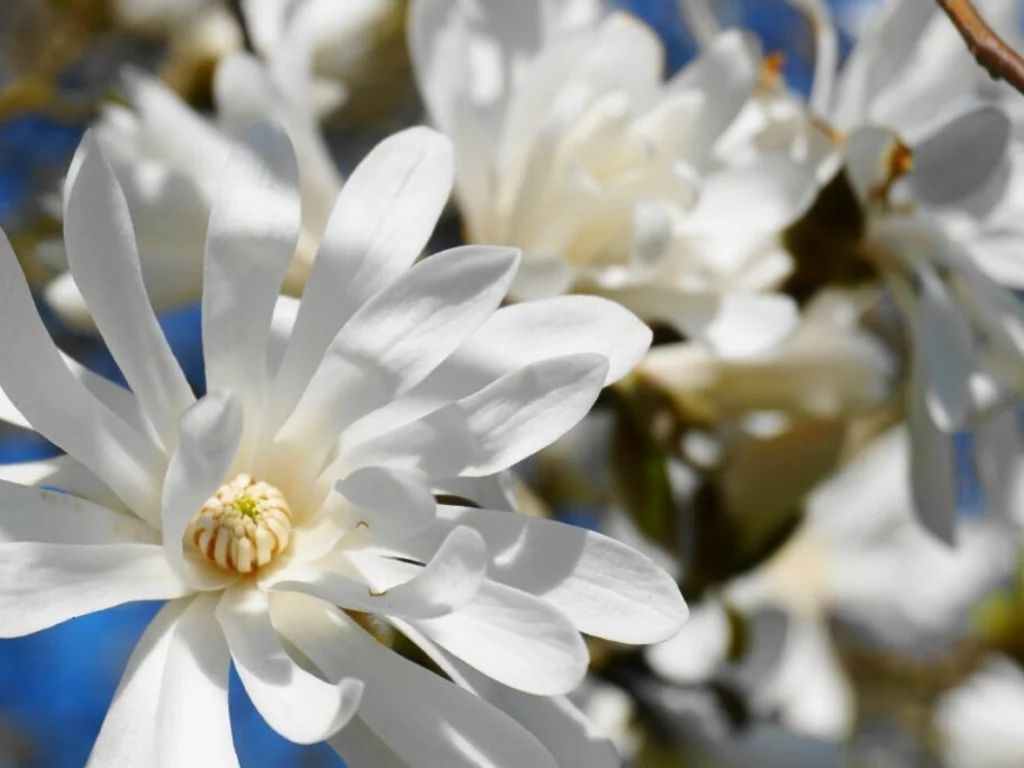 Magnolia stellata