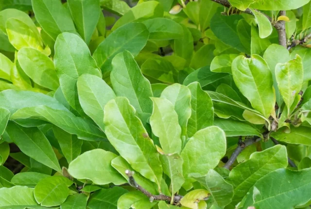 Foglie di Magnolia stellata