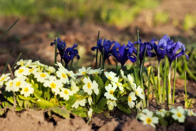 Iris reticulata