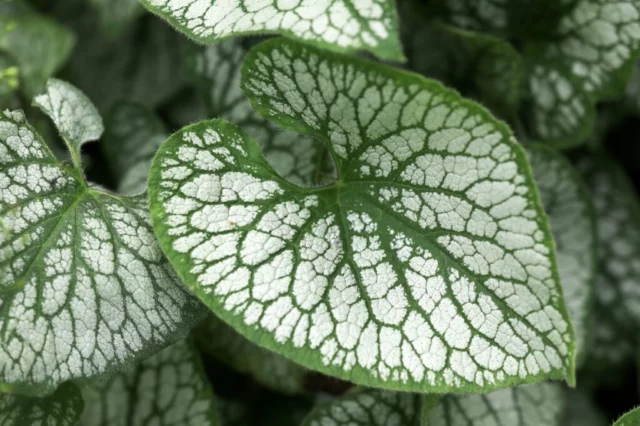 B. macrophylla 'Jack Frost'