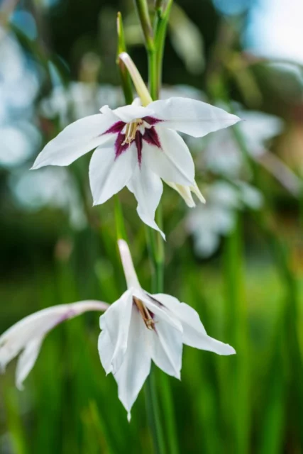 fiori di Acidanthera