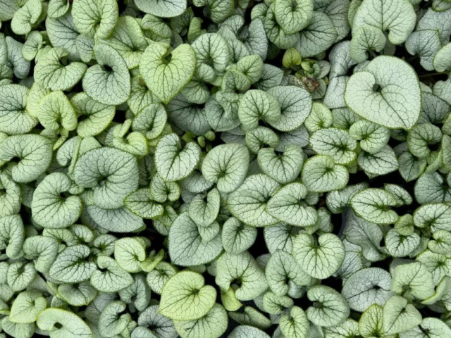 B. macrophylla 'Silver Heart'