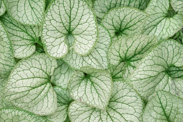 Foglie di Brunnera macrophylla 'Silver Heart'