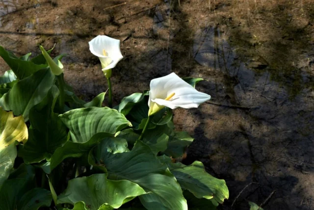 Zantedeschia aethiopica ama i luoghi umidi