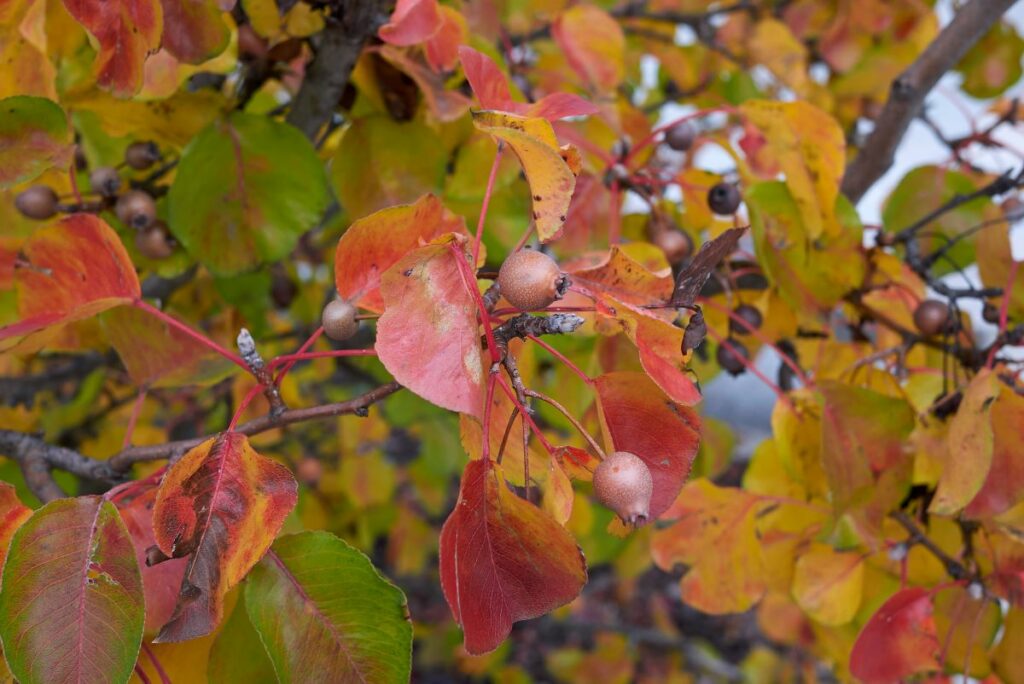 Foliage autunnale e frutti di Pyrus calleryana 'Chanticleer'