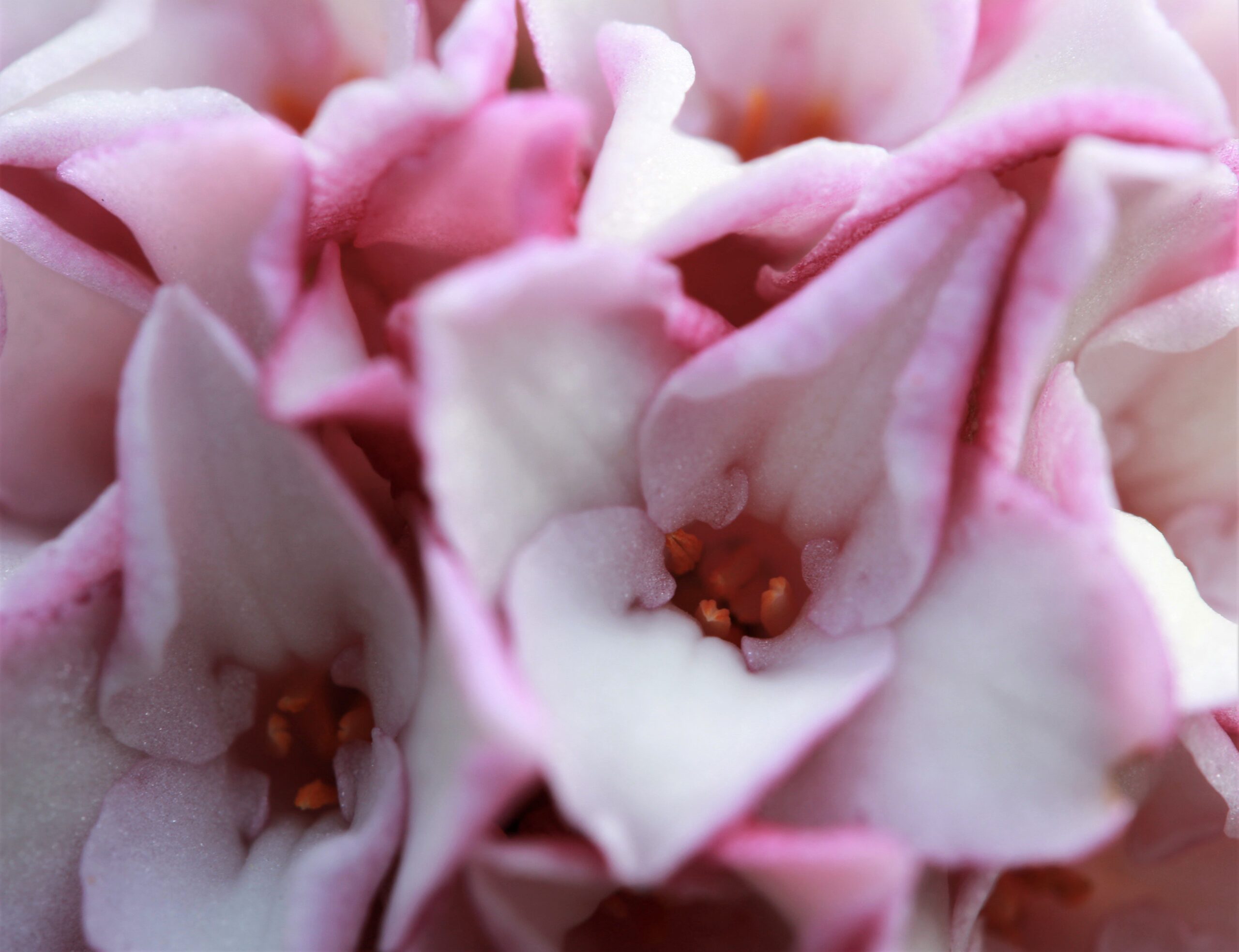 Macro dei fiori di Daphne odora