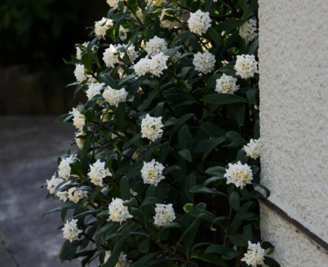 Portamento di D. odora var. leucantha