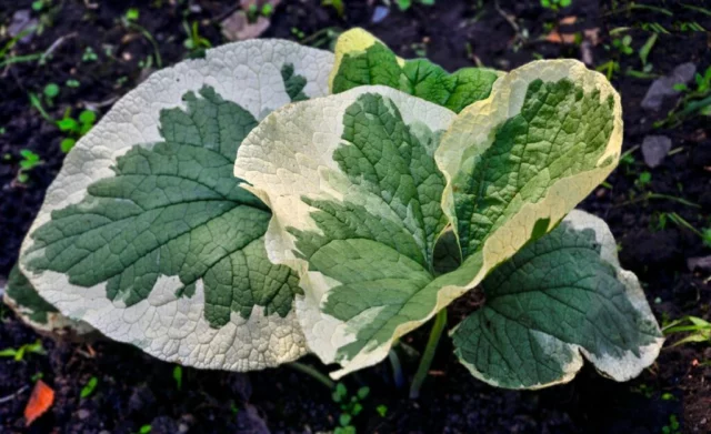 Brunnera macrophylla 'Variegata'