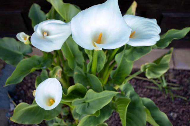 Foto d'insieme di Zantedeschia aethiopica