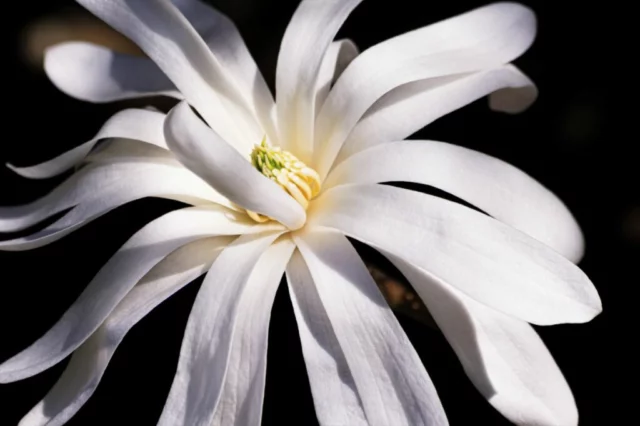 Luce dei fiori di M. stellata