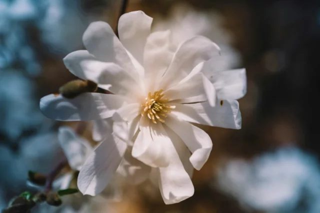 Fiore di M. stellata