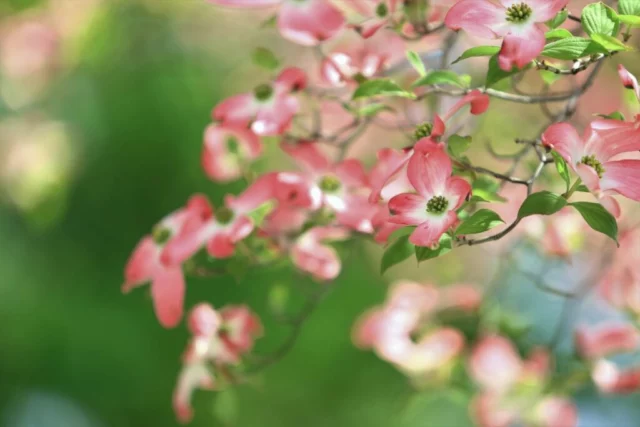 Grazia e bellezza di Cornus florida f. rubra