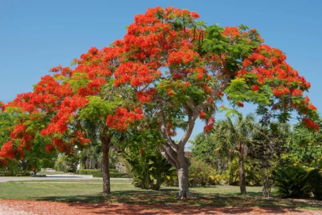 Delonix regia