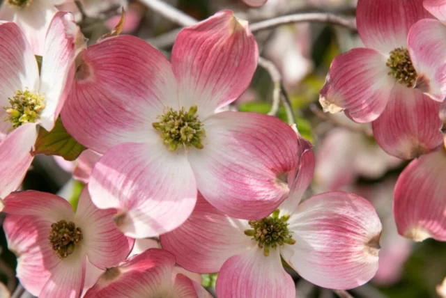 Fioritura di Cornus florida f. rubra