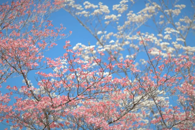 Nuvole di fiori