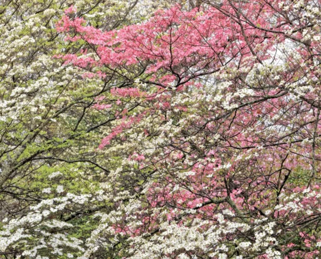 Fioriture di Cornus florida f. rubra