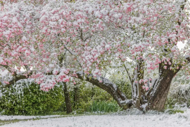 Cornus florida f. rubra sotto la neve