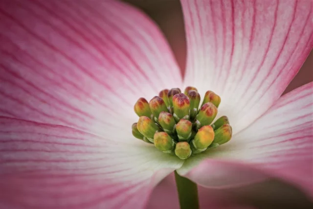 Fiore aperto