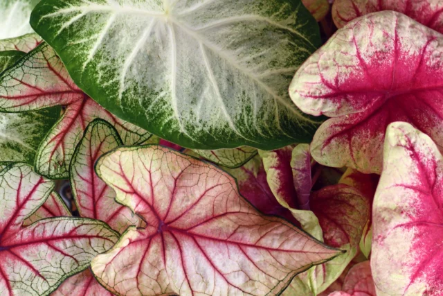 Non solo fiori: Caladium