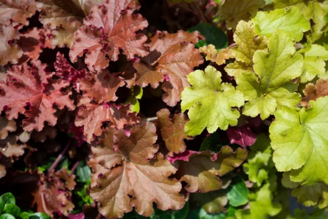 Non solo fiori: Heuchera