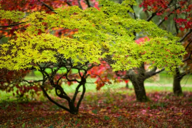 Acer japonicum