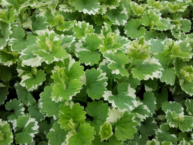 Glechoma hederacea 'Variegata'