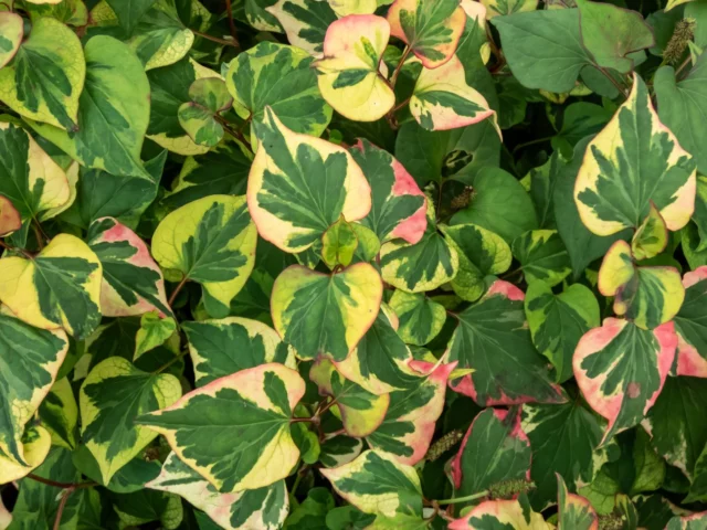 Houttuynia cordata 'Variegata'