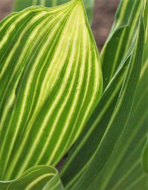 Non solo fiori: Convallaria majalis 'Albostriata'