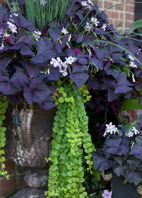 Non solo fiori: Oxalis triangularis