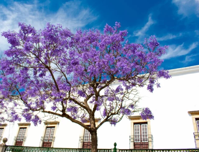 Jacaranda mimosifolia in fioritura