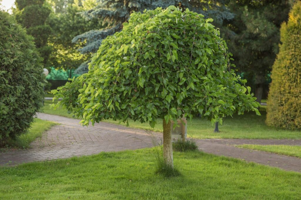 Piccoli alberi da giardino: Morus alba 'Pendula' 