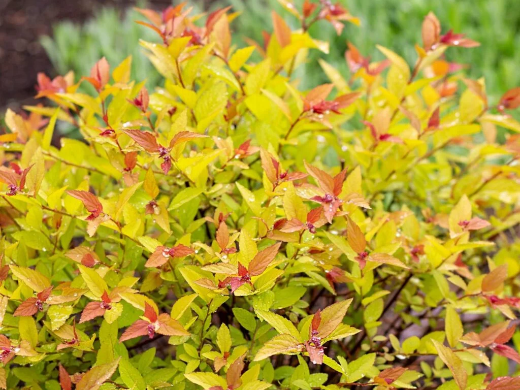 Spiraea bumalda 'Goldflame'