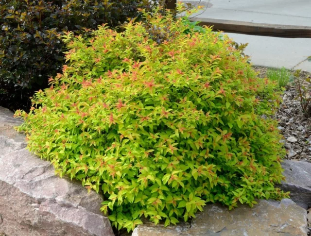 Portamento di Spiraea bumalda 'Goldflame'