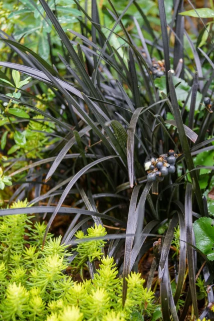 Non solo fiori: Ophiopogon planiscapus 'Nigrescens'