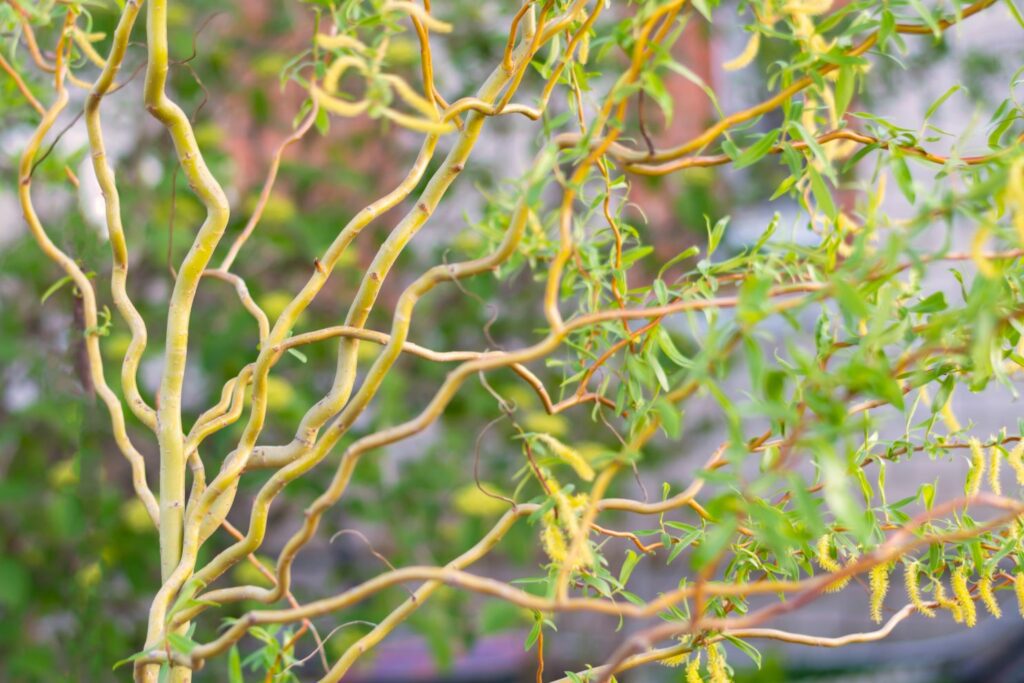  Piccoli alberi da giardino: Salix matsudana 'Tortuosa'