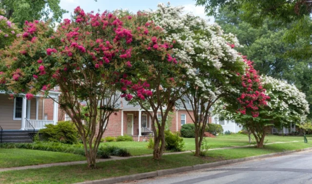 Lagerstroemia indica